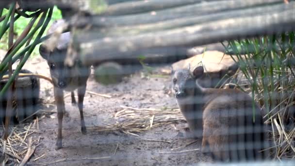 Duiker Στην Περίφραξη Κοιτάζοντας Κάμερα Αργή Panning Πυροβόλησε Δεξιά Προς — Αρχείο Βίντεο