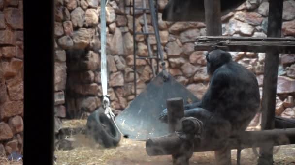 Chimpancé Recinto Del Zoológico Mirando Alrededor Disparo Continuo Lento — Vídeos de Stock