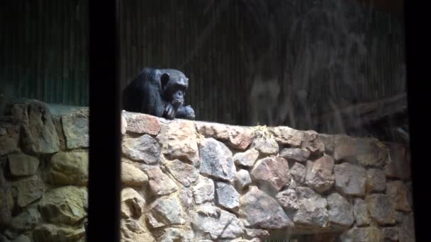 Chimpancé Pensamiento Zoológico Tiro Panorámico Lento Derecha Izquierda — Vídeos de Stock