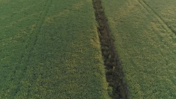 Zielona Ziemia Uprawna Oświetlona Złotym Słońcem Wschodu Słońca Antena — Wideo stockowe