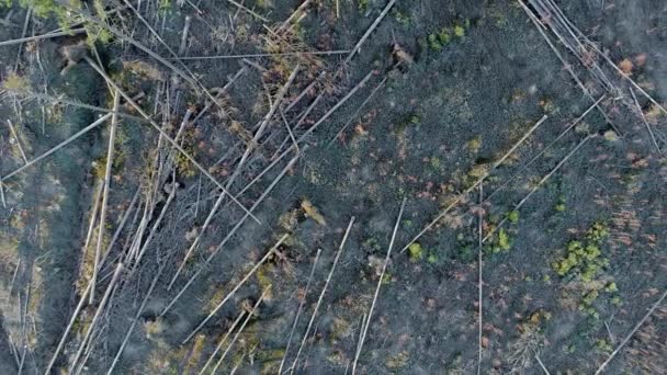 Top Aerial Cut Conifer Trees Laying Ground Waiting Transport — Stock Video