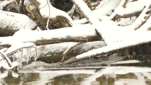 Corriente Que Fluye Bajo Árboles Caídos Cubiertos Nieve Durante Invierno — Vídeos de Stock