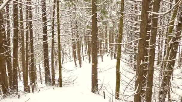 Podłoga Lesie Sosnowym Pokryta Białym Śniegiem Cienka Warstwa Gałęziach — Wideo stockowe