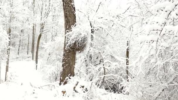 冬の森の中で 雪の枝と雪のオンタリオ州 カナダの秋の景色 パンニング左ショット — ストック動画