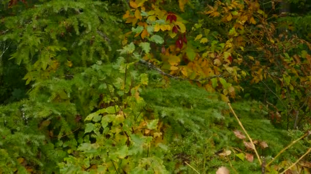 Ліс Розв Язних Ялинових Дерев Вкритих Сумішшю Осінніх Кольорів Яскравої — стокове відео