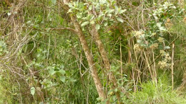 コスタリカのジャングルの中で3月の明るい日に 枝から枝へと飛び立つ小さなオレンジ色の鳥 安定したショット — ストック動画