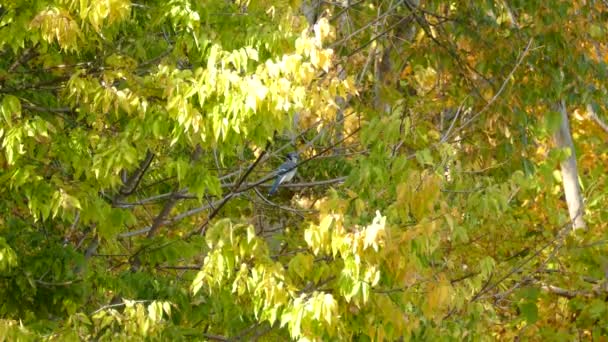 Blue Jay Bird Sedící Větvi Stromu Ontariu Kanada Slunečný Den — Stock video