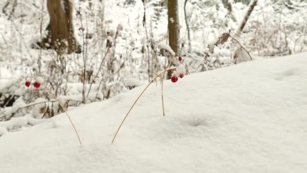 Παγίδα Χαμηλή Γωνία Από Άγριες Φράουλες Δάσος Καλυμμένο Χιόνι Κατά — Αρχείο Βίντεο