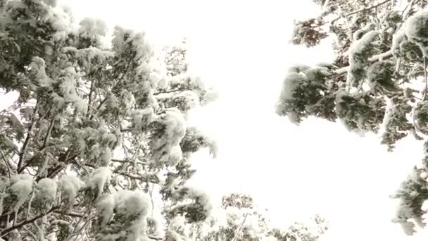 Ramas Dos Pinos Cubiertas Por Una Gruesa Capa Nieve Blanca — Vídeo de stock