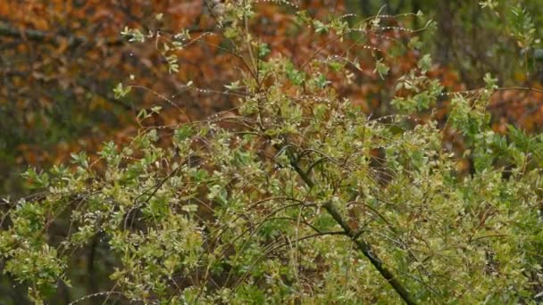 Black Capped Chickadee Fluttering Small Branches Tree Fiying Away — Stock Video