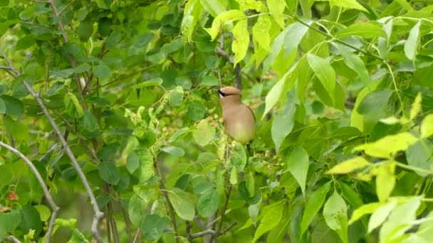 Small Brown Bird Sitting Branch Looking Eating Flowers Windy Bright — Vídeos de Stock