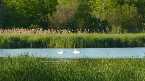 Two White Swans Swiming Lake Canada Bright Calm Day While — Stock Video