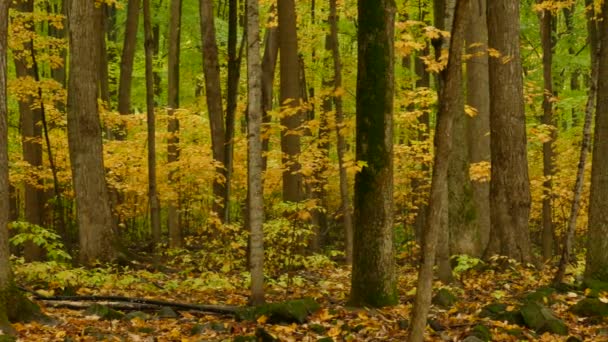 Klidná Krajina Lese Kmeny Stromů Žluté Listy Během Podzimu Ontariu — Stock video