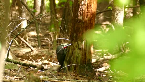 Pileated Specht Luisteren Naar Een Oude Stronk Van Boom Voedsel — Stockvideo