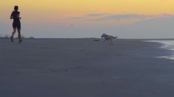 Bir Kadın Kumsalda Beyaz Köpeğiyle Koşuyor — Stok video