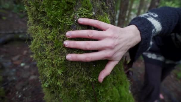 Hand Gaan Groen Mos Een Boom Het Bos Slow Motion — Stockvideo