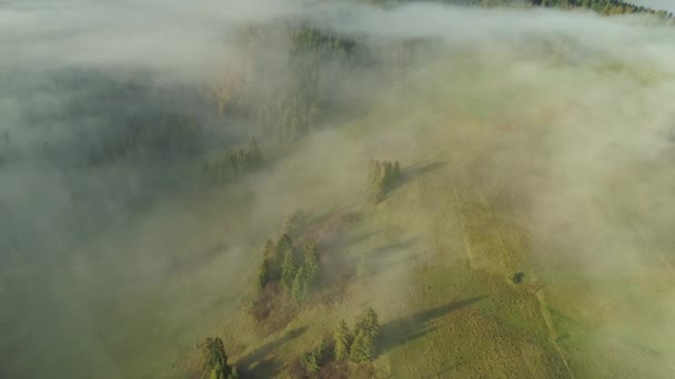 Oczyszczalnie Lasy Pokryte Mgłą Antena Wstecz — Wideo stockowe