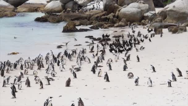 Pingüinos Africanos Amenazados Costa Boulders Beach Ciudad Del Cabo — Vídeos de Stock