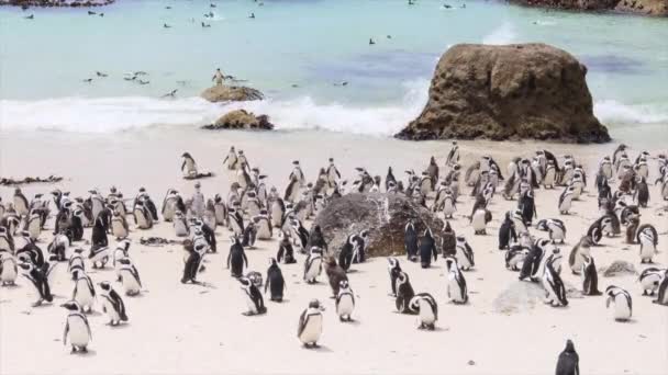 Questi Pinguini Africani Sulla Spiaggia Massi Sono Vulnerabili All Estinzione — Video Stock