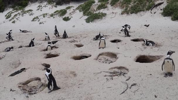 Penguin Afrika Bersarang Liang Pasir Pantai Afrika Selatan — Stok Video