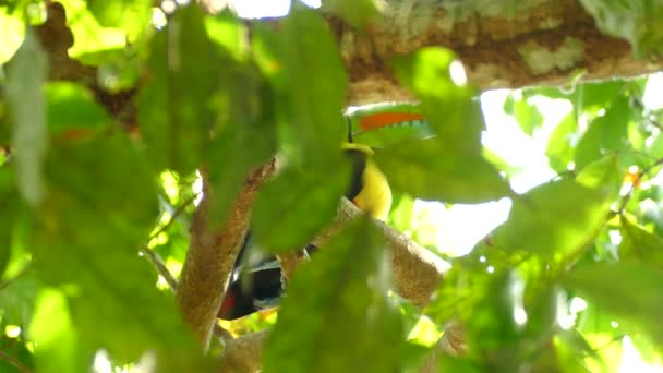 Stor Toucan Fågel Skymd Blad Sitter Ensam Trädet — Stockvideo