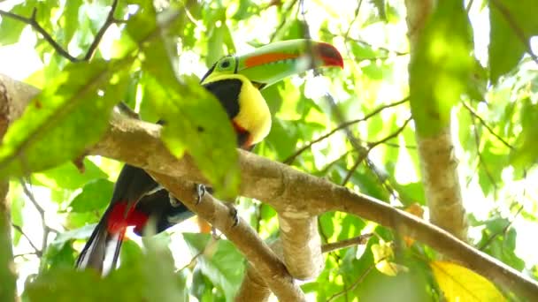 Lovitură Unghi Scăzut Pasăre Toucan Cocoțat Ramură Mijlocul Frunzelor Verzi — Videoclip de stoc