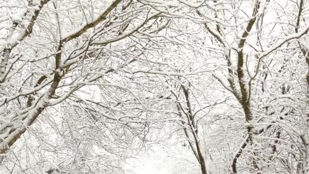 カナダのオンタリオ州の公園で冬の季節に雪の中で霜が降り裸の森 — ストック動画