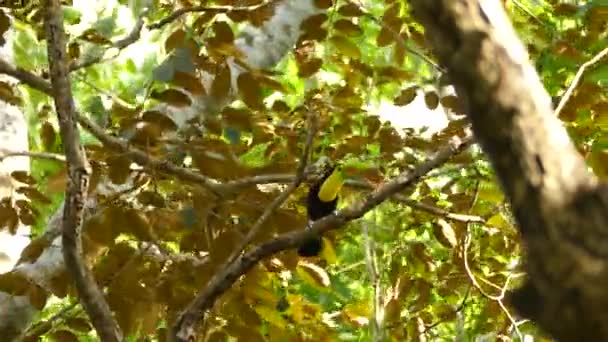 Majestoso Pássaro Tucano Empoleirado Galho Árvore Acenando — Vídeo de Stock