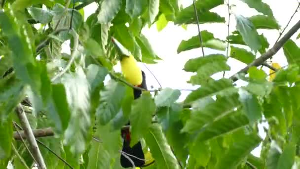 Барвистий Величний Птах Тукан Махає Деревом Вітрі — стокове відео