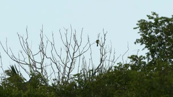 Gran Quilla Facturada Tucán Pie Solo Árbol — Vídeo de stock