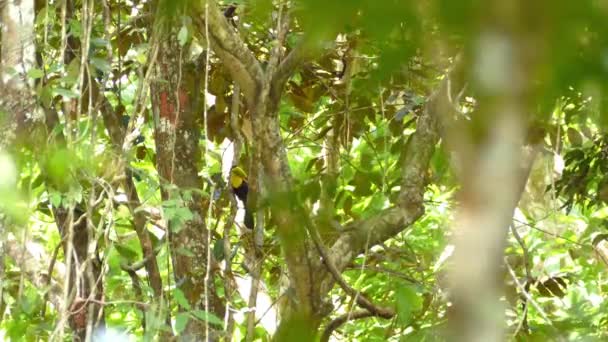 Keel Billed Toucan Stojící Stromě Před Seskokem — Stock video