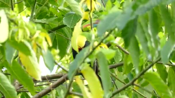 Krásný Zvědavý Keel Billed Toucan Sedí Větvi — Stock video