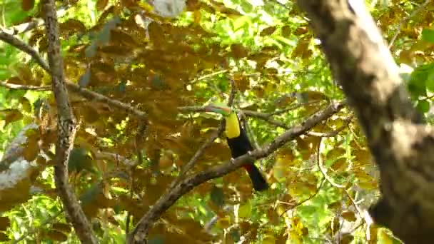 Majestic Keel Billed Toucan Şubede Durup Dostları Çağırıyor — Stok video