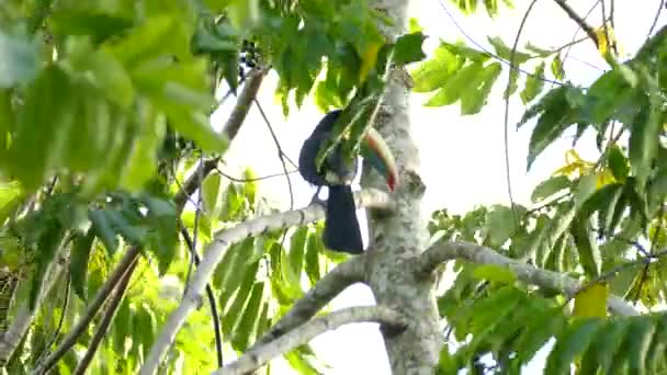 Piękny Tukański Ptak Usiadł Drzewie Machając Wietrze — Wideo stockowe