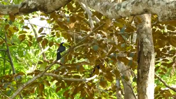 Kahverengi Yapraklı Ağacın Içine Tünemiş Iki Görkemli Tukan Kuşu — Stok video