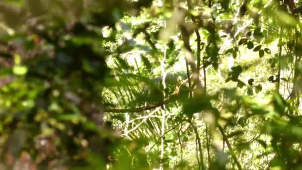 Keel Billed Toucan สวยงามต งอย บนสาขาท าความสะอาดป กของม — วีดีโอสต็อก