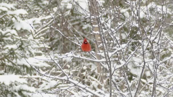 Kuzey Kardinali Karla Kaplı Ağaçta Tek Başına Tünedi — Stok video