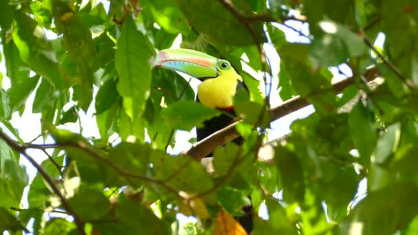 Zvědavý Velký Toucan Pták Viděný Mezi Listy Stromu — Stock video