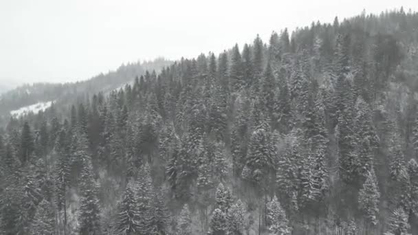 Neve Fresca Cobrindo Árvores Abeto Vasta Floresta Drone — Vídeo de Stock