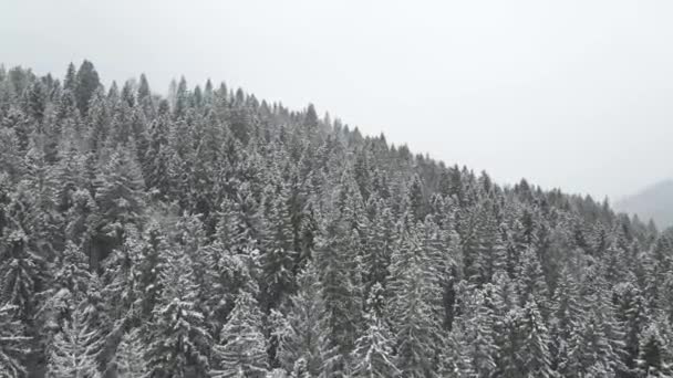 Navegando Sobre Pinos Cubiertos Nieve Vasto Paisaje Invernal Drone — Vídeo de stock
