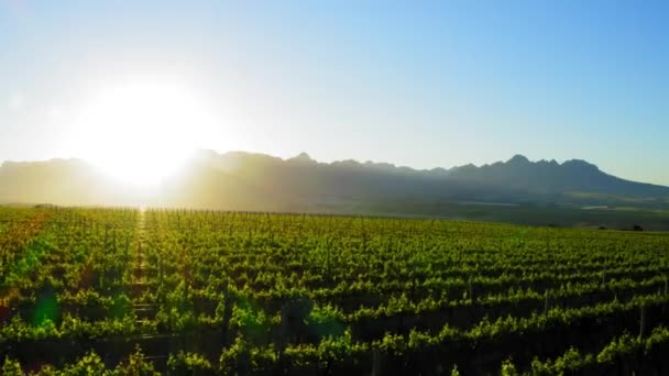 Odwrócone Powietrza Zbliżenie Zielonych Winnic Wschodzie Słońca Niebieskie Góry Stellenbosch — Wideo stockowe
