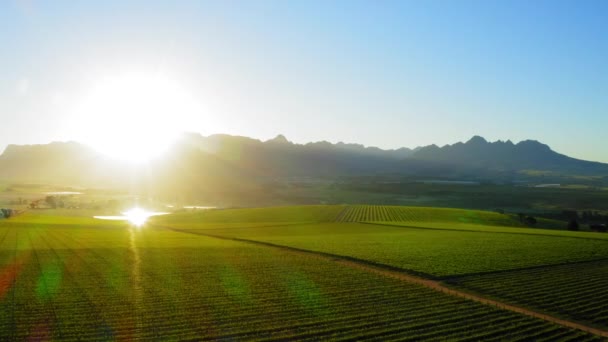 Rückwärts Über Grüne Weinberge Auf Einer Farm Bei Sonnenaufgang Mit — Stockvideo