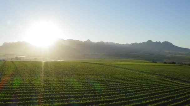 Güneş Doğarken Yeşil Üzüm Bağlarından Mavi Dağlardan Stellenbosch Cape Town — Stok video