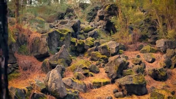 加那利群岛特内里费岛森林中的岩石火山景观 橘色松针覆盖着岩石和森林地面 高度易燃的松树秸秆在树林里有火灾危险 — 图库视频影像