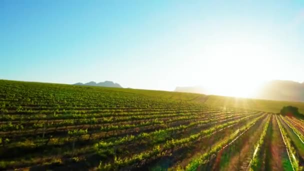 Flug Über Weinberge Bei Sonnenaufgang Mit Sonnenstrahlen Die Urlaub Reflektieren — Stockvideo
