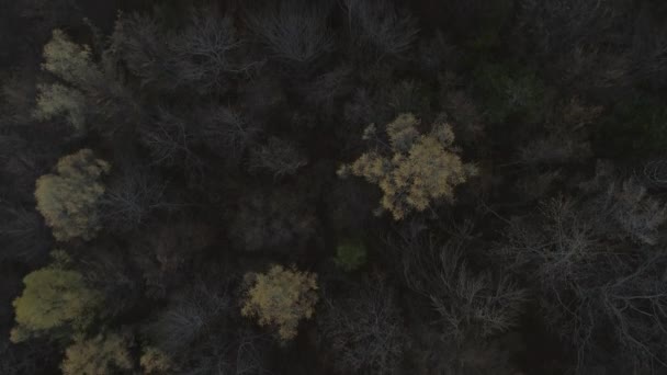 Вгорі Повітрі Темний Моторошний Ліс Польщі Восени — стокове відео