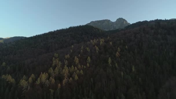 Saison Automne Dans Forêt Pins Sombres Flanc Montagne Pologne Aérien — Video
