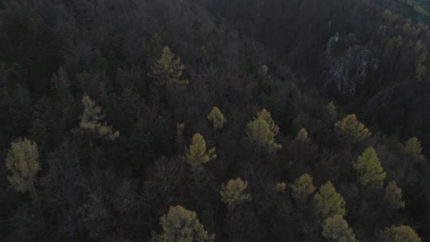 Bosque Dramático Oscuro Que Sensación Mítica Durante Temporada Otoño Aérea — Vídeos de Stock