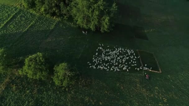 Troupeau Moutons Pâturant Sur Des Prairies Verdoyantes Avec Une Forêt — Video