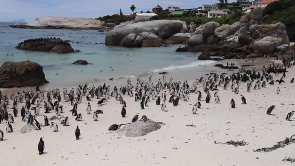 ケープタウンの都市ボルダーズビーチはアフリカペンギンのコロニーをホストしています — ストック動画